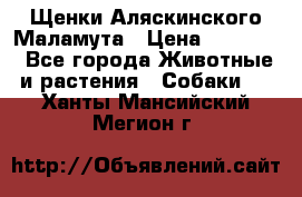 Щенки Аляскинского Маламута › Цена ­ 10 000 - Все города Животные и растения » Собаки   . Ханты-Мансийский,Мегион г.